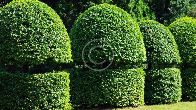 Landscaping Service Providers