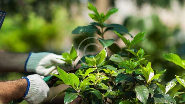 Home Growers
